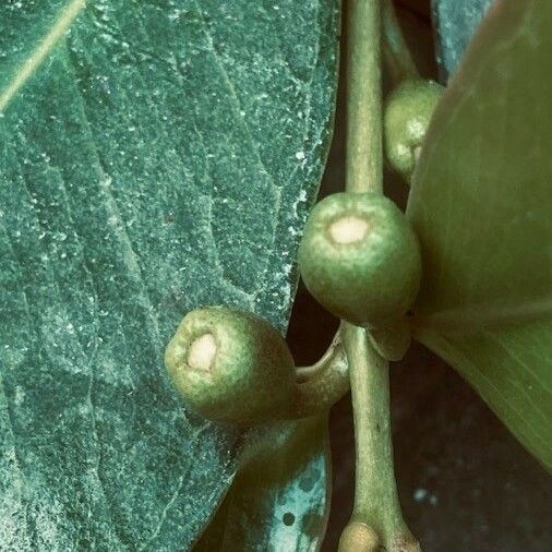 Eucalyptus globulus 果実