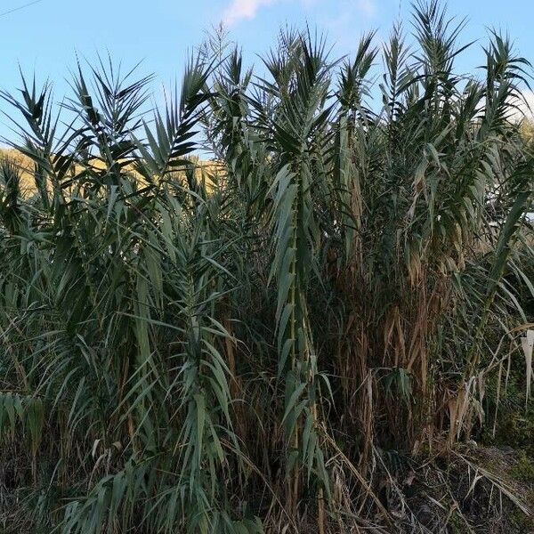 Arundo donax 叶