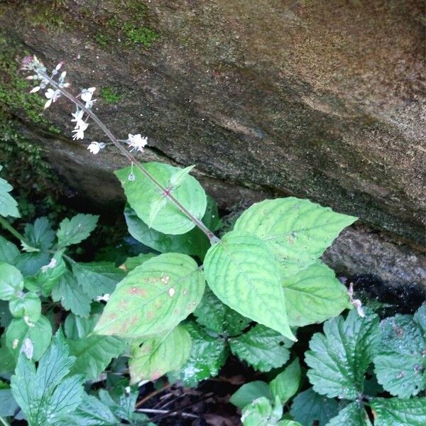 Circaea lutetiana 整株植物