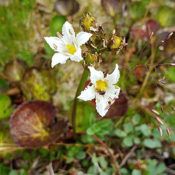 Nephrophyllidium crista-galli Flors