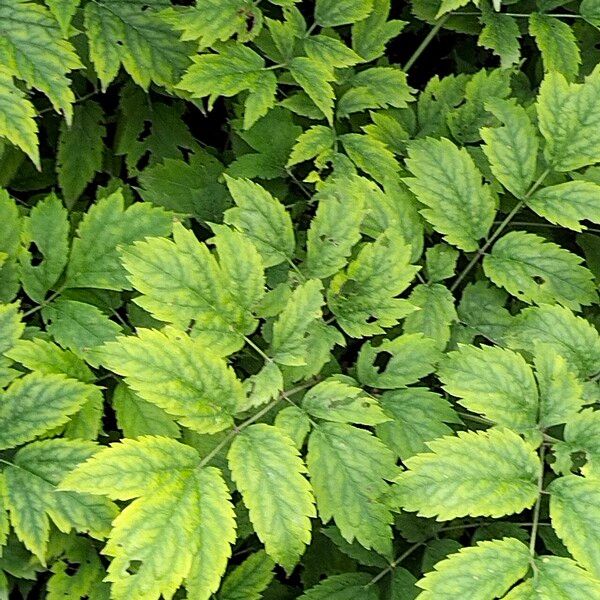 Actaea racemosa Blad