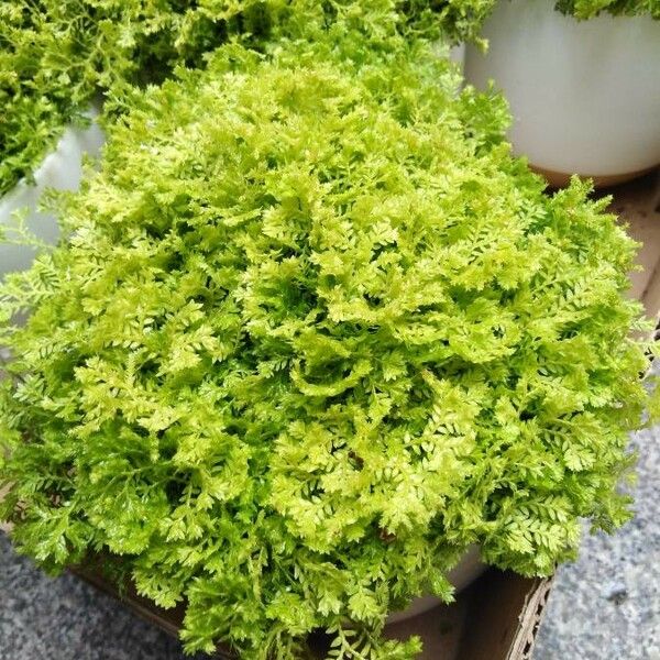 Selaginella kraussiana Yaprak