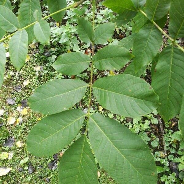 Juglans regia Blad