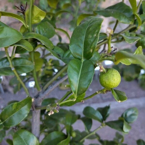 Citrus hystrix Fruit