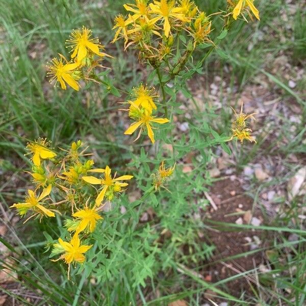 Hypericum perfoliatum Fleur