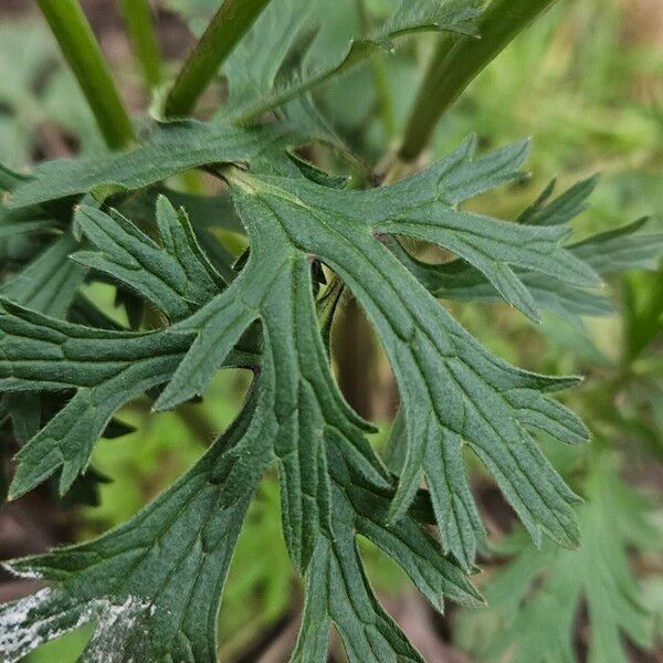 Ranunculus acris Leaf