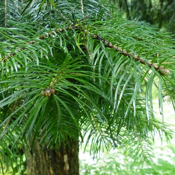 Abies pindrow Habitus