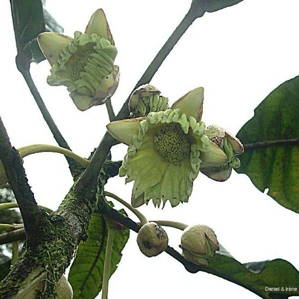 Sloanea billardierei Blüte