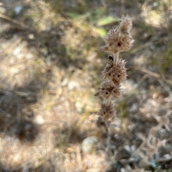 Stachys cretica Фрукт