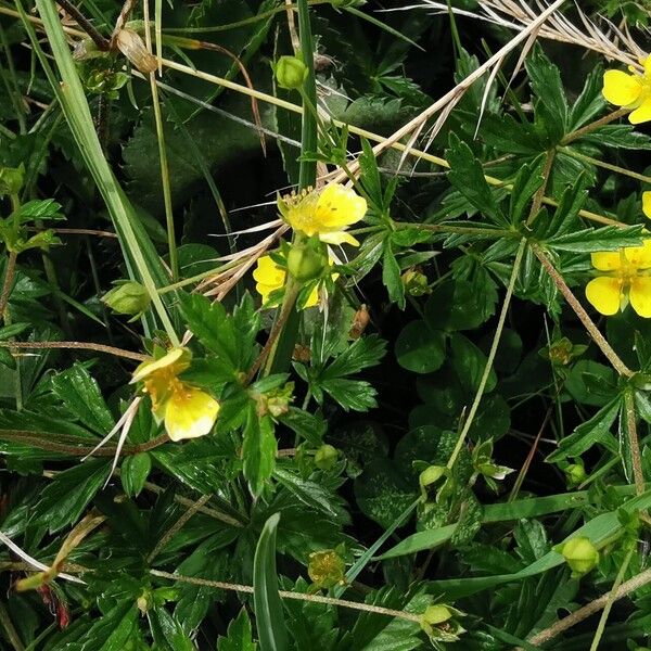 Potentilla erecta Fiore