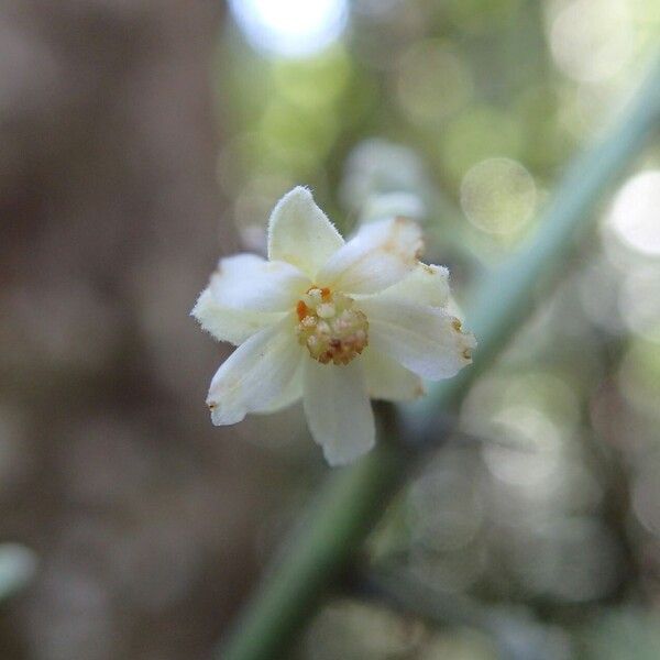 Baloghia balansae Blüte