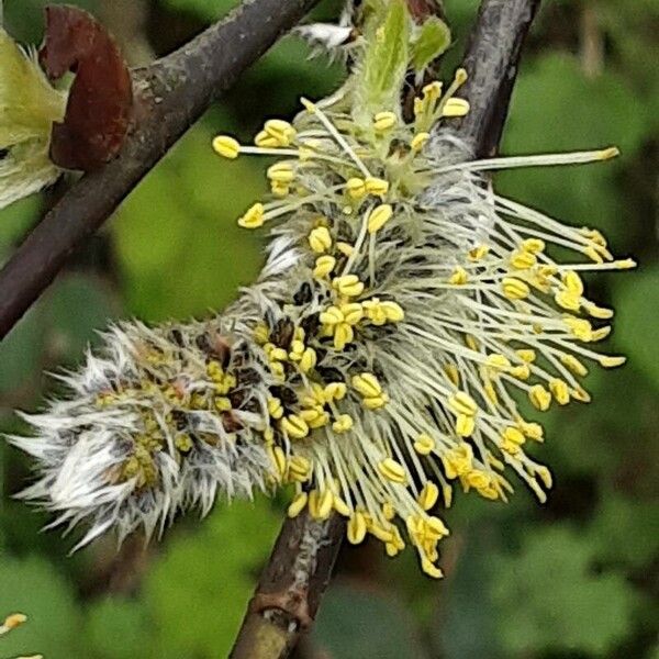 Salix caprea Blomma