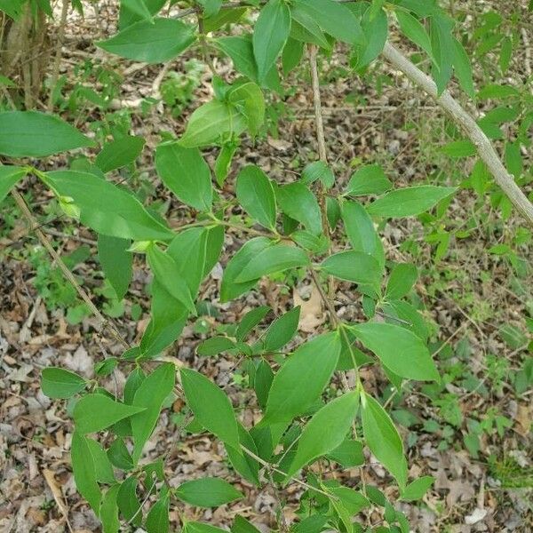 Uvularia sessilifolia पत्ता