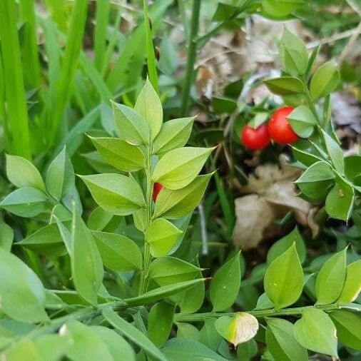 Ruscus aculeatus Yaprak