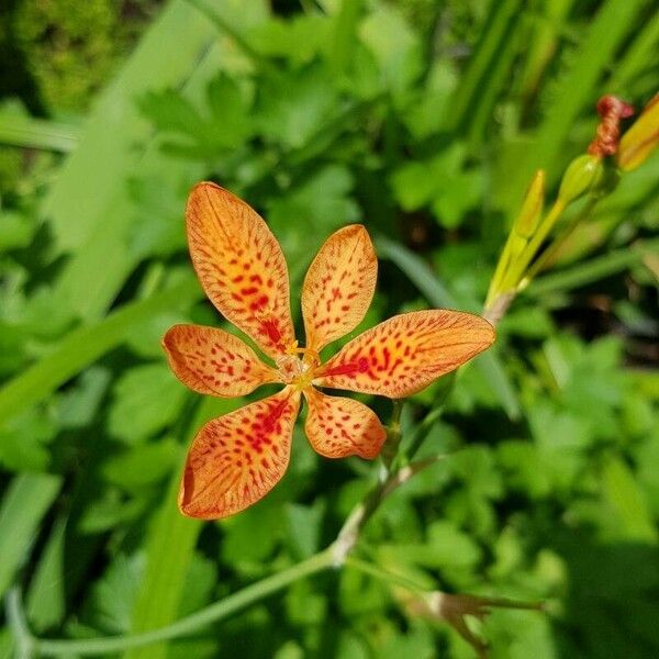 Iris domestica Квітка