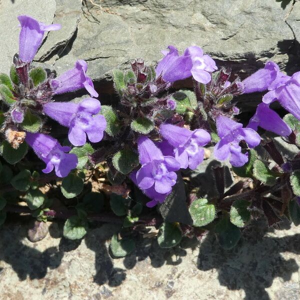 Clinopodium acinos Fiore