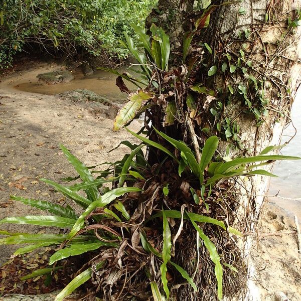 Asplenium africanum 形態