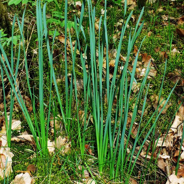 Narcissus poeticus Habitus