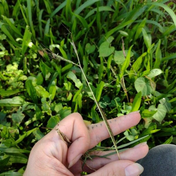 Dichanthium aristatum Folio