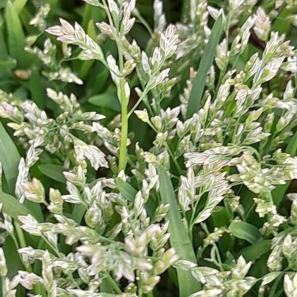 Poa annua Flower