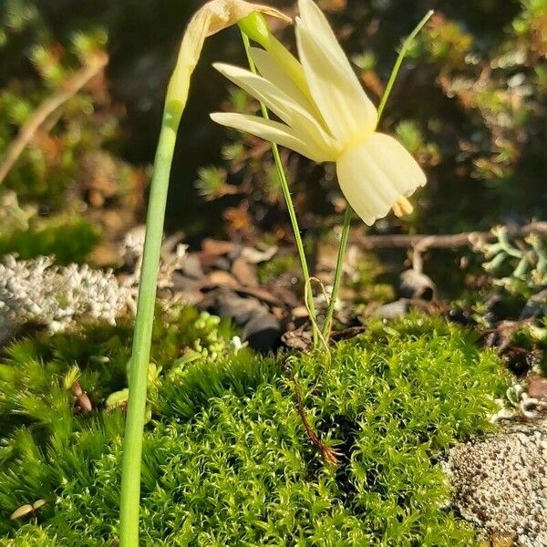 Narcissus triandrus Цвят