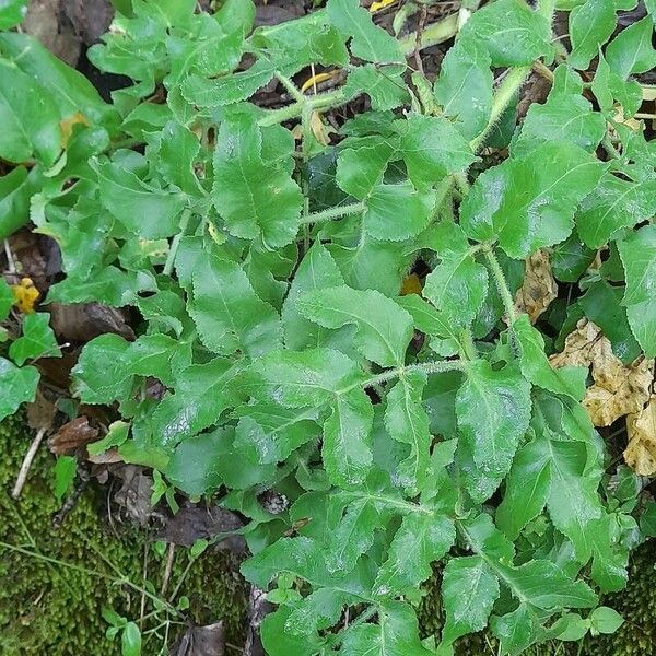 Opopanax chironium Leaf