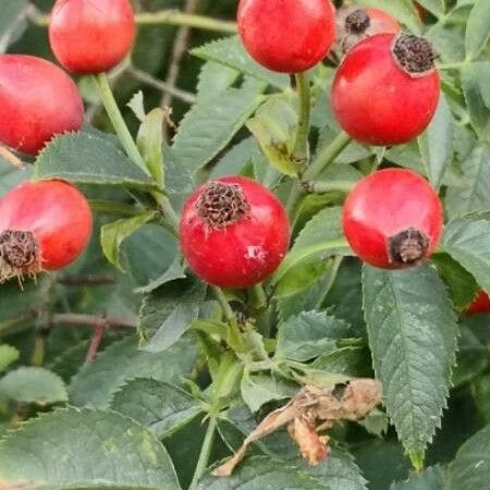 Rosa canina Fruchs