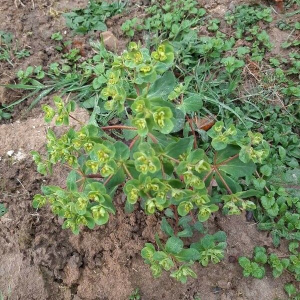 Euphorbia helioscopia Leaf