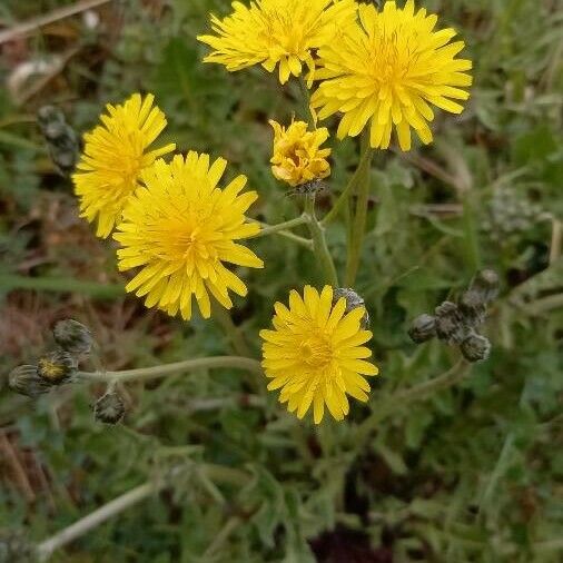 Crepis foetida Kwiat