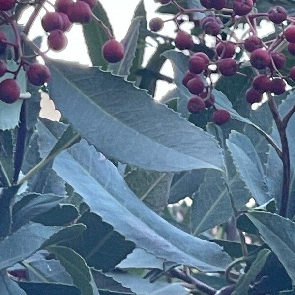 Photinia arbutifolia Folio