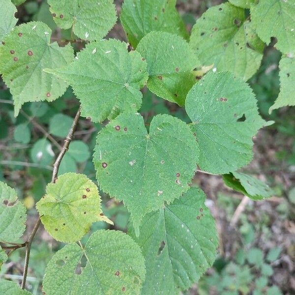 Tilia x europaea Leaf