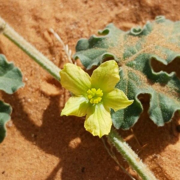 Citrullus colocynthis Flower