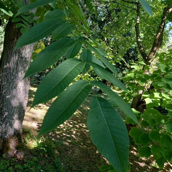 Juglans cinerea Leht