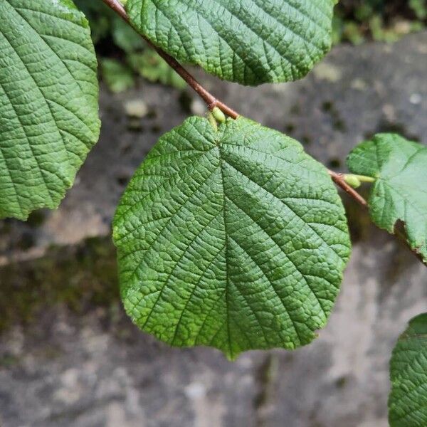 Corylus cornuta Lehti