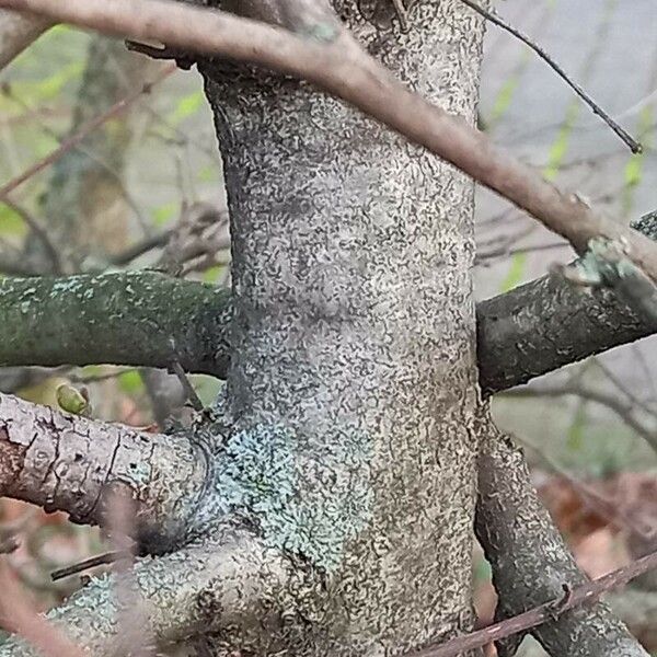 Corylus avellana 樹皮