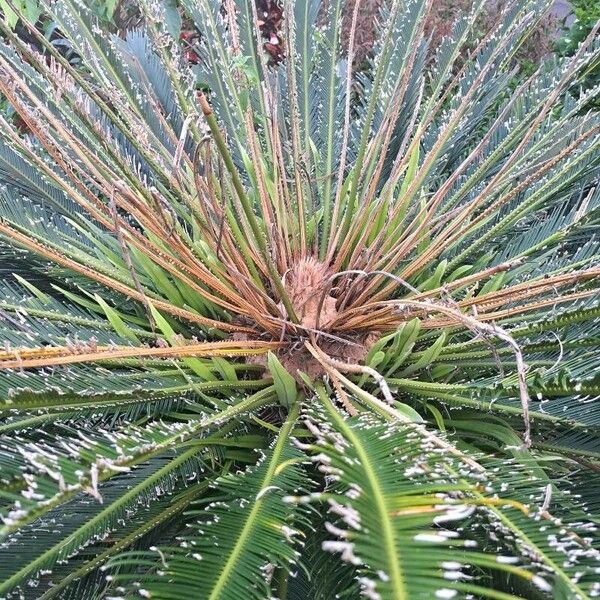 Cycas revoluta Flower