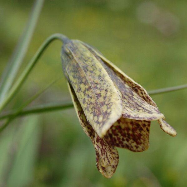 Fritillaria cirrhosa Kvet