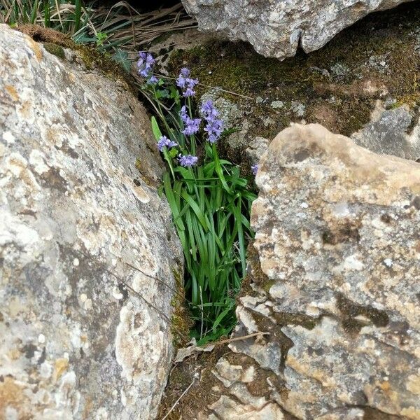 Hyacinthoides italica Žiedas