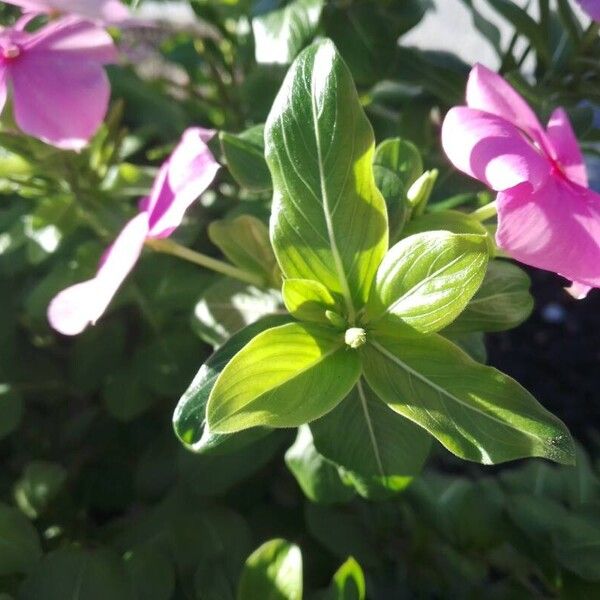 Catharanthus roseus List