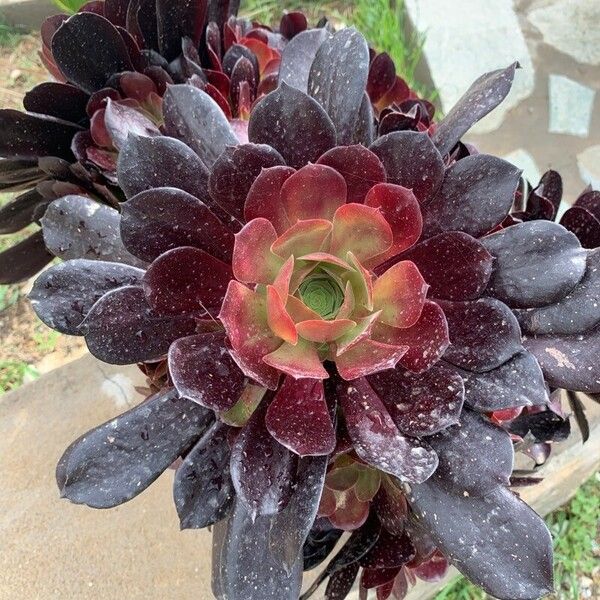 Aeonium arboreum Fleur