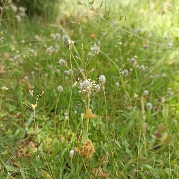 Plantago lagopus Кветка