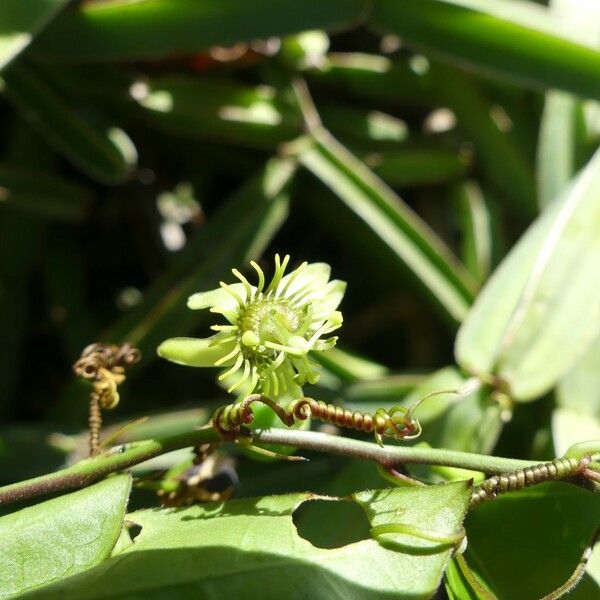 Passiflora suberosa Çiçek