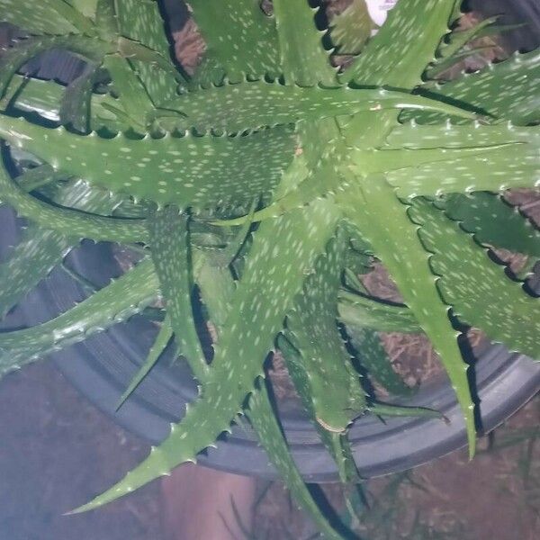 Aloe dorotheae Blatt