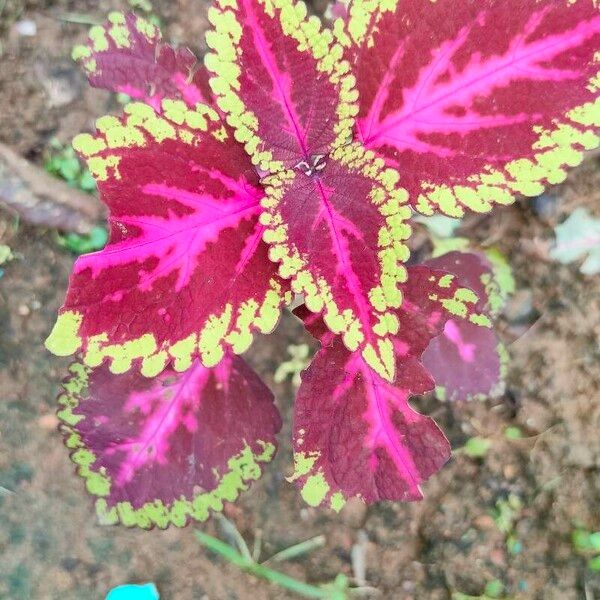 Plectranthus scutellarioides Blatt