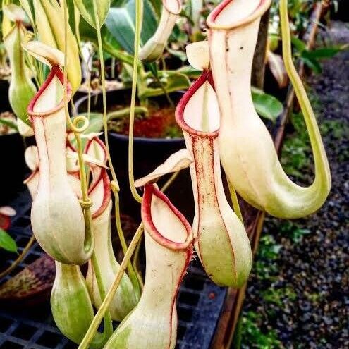 Nepenthes mirabilis Floro