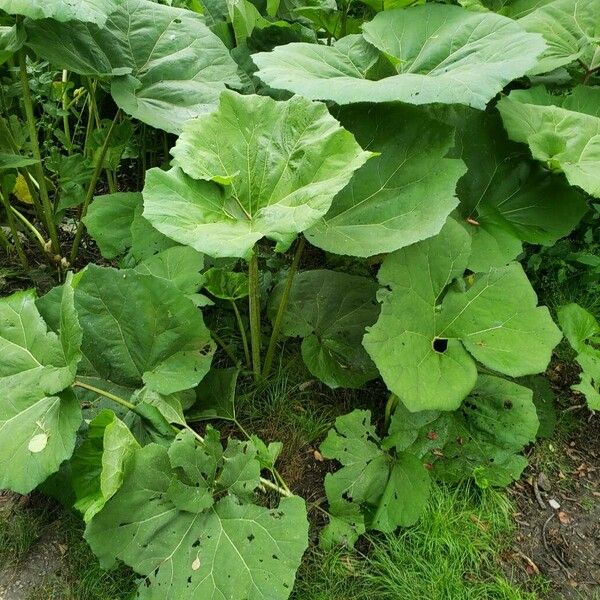 Petasites hybridus Habitus