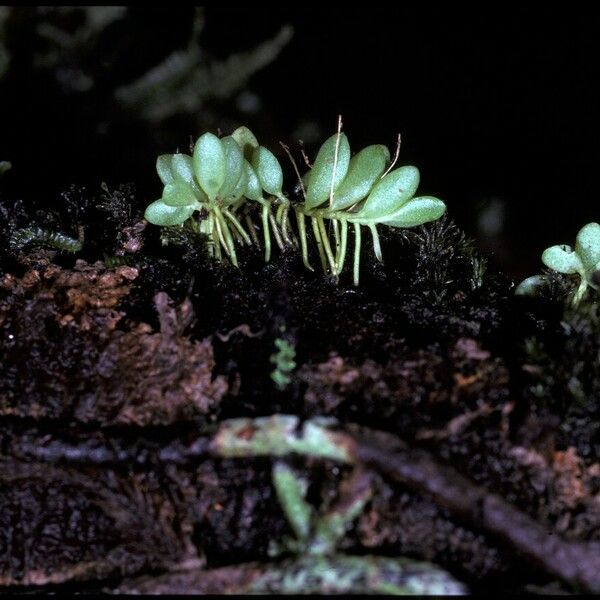 Platystele ovalifolia Flor