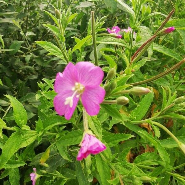 Epilobium hirsutum 花