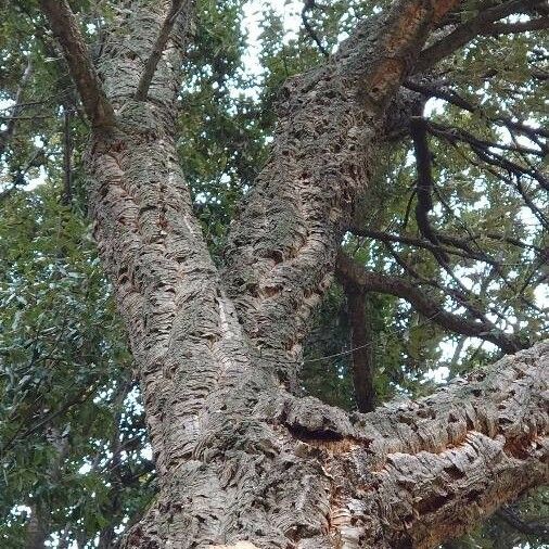 Quercus suber Bark