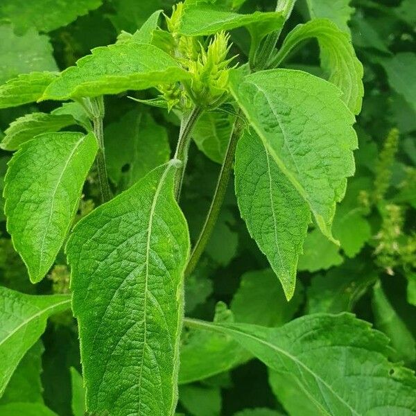 Ocimum gratissimum Leaf